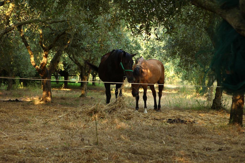Agriturismo Il Pozzo Casal Velino Bagian luar foto
