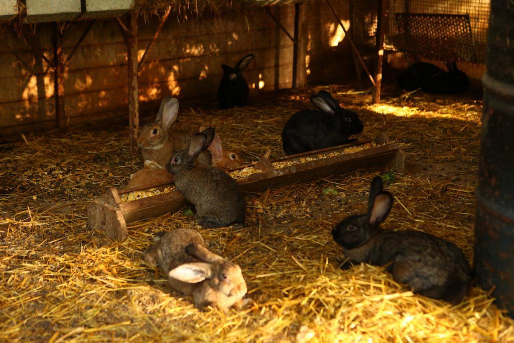 Agriturismo Il Pozzo Casal Velino Bagian luar foto