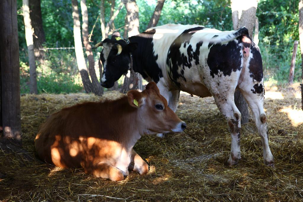 Agriturismo Il Pozzo Casal Velino Bagian luar foto
